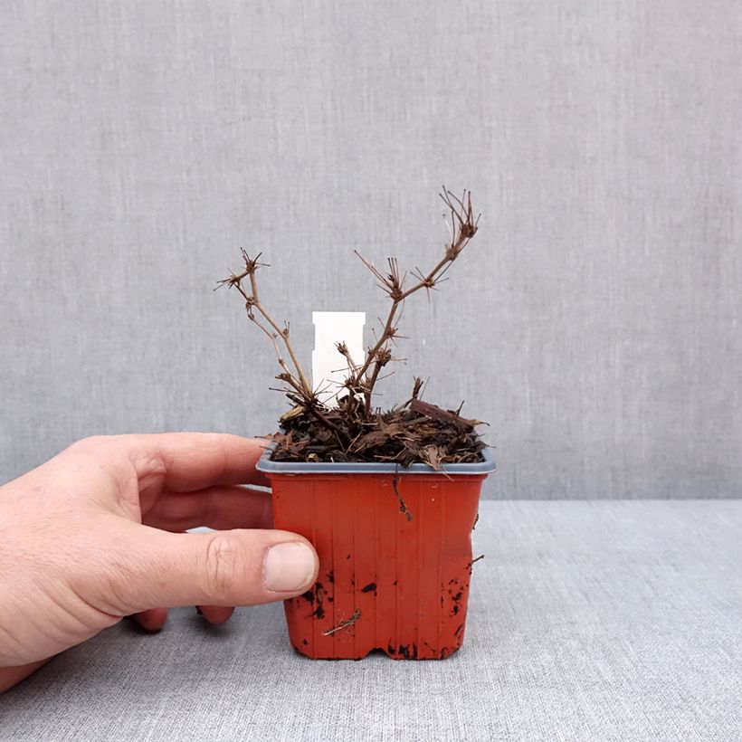 Exemplar von Berberis thunbergii Ruby Star Kleine Töpfe von 8/9 cm wie im Winter geliefert