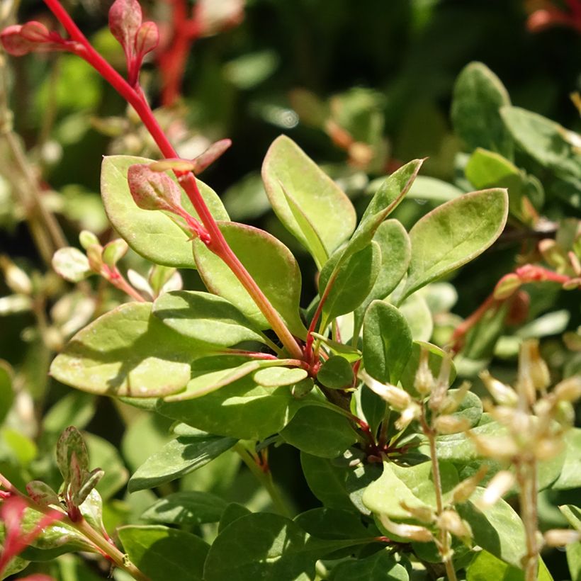 Berberis thunbergii Silver Beauty (Laub)