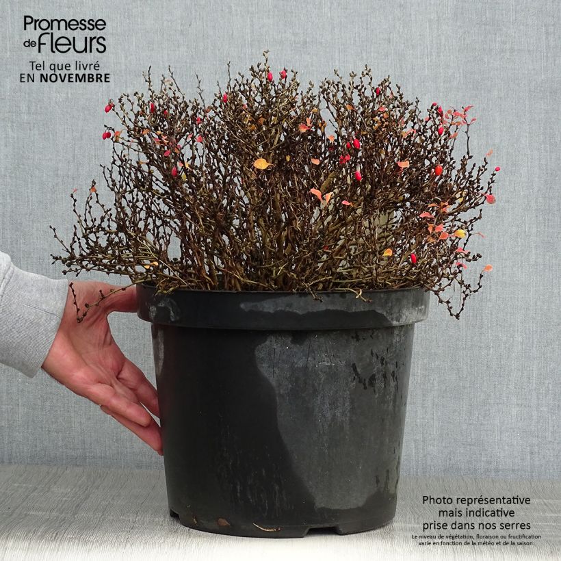 Exemplar von Berberis thunbergii Tiny Gold Topf mit 7,5L/10L wie im Herbst geliefert