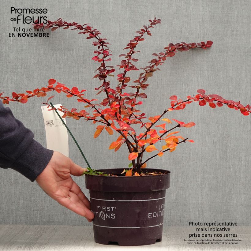 Exemplar von Berberis thunbergii Toscana Topf mit 2L/3L wie im Herbst geliefert