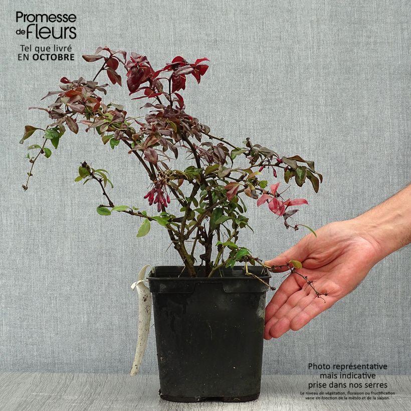 Exemplar von Berberis thunbergii Thunderbolt Topf mit 2L/3L wie im Herbst geliefert