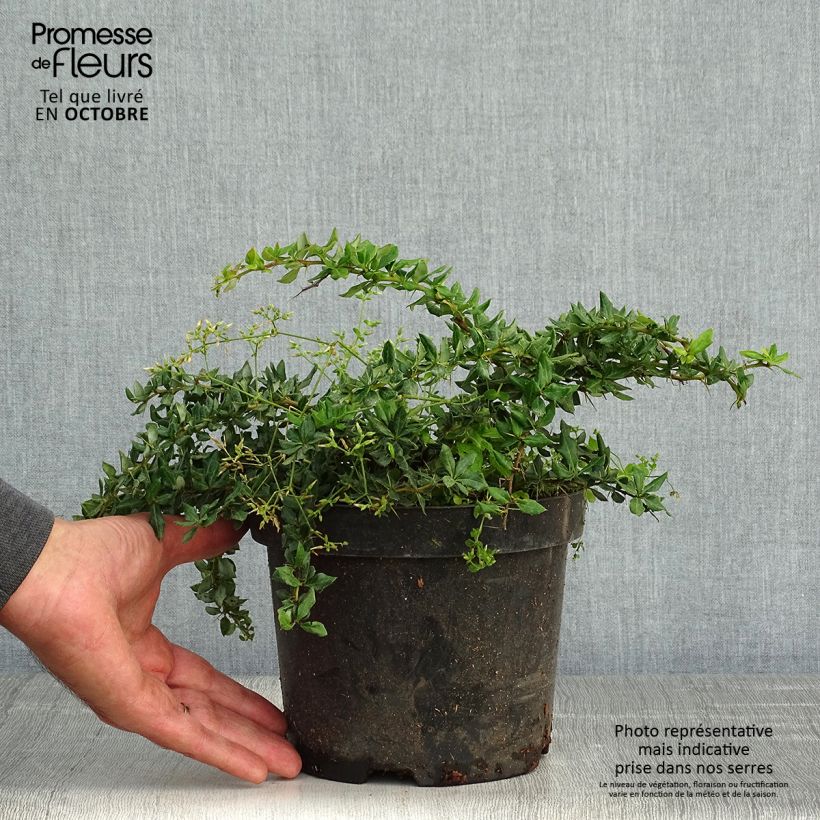 Exemplar von Berberis verrucosa - Warzen-Berberitze Topf mit 2L/3L wie im Herbst geliefert