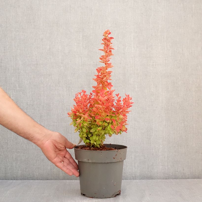 Exemplar von Berberis thunbergii Orange Ice Topf mit 2L/3L wie im Sommer geliefert