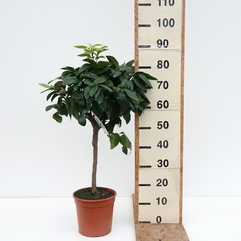 Exemplar von Bergamotte - Citrus bergamia Topf mit 4L/5L, 1/4 Stängel wie im Winter geliefert