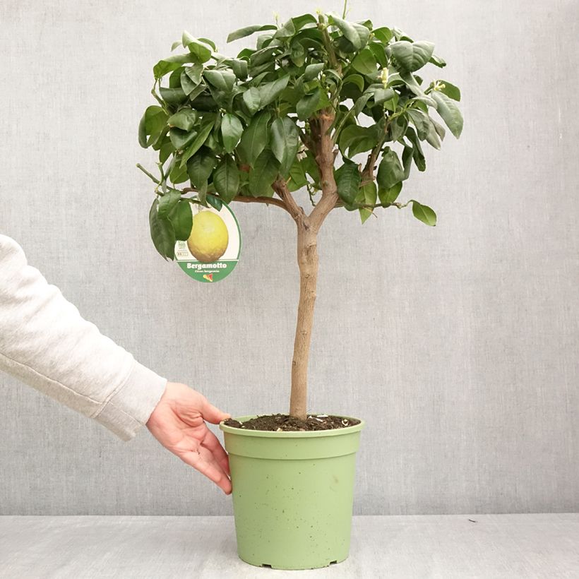 Exemplar von Bergamotte - Citrus bergamia Topf mit 4L/5L, 1/4 Stängel wie im Frühjahr geliefert