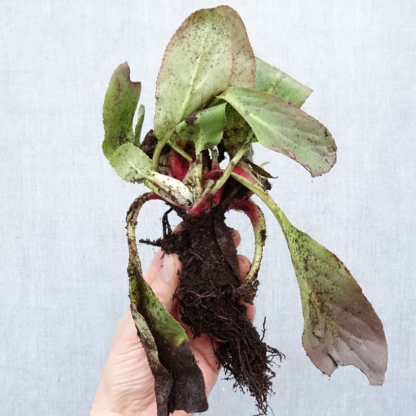 Exemplar von Bergenia Bressingham White - Bergenie Wurzelnackt wie im Winter geliefert