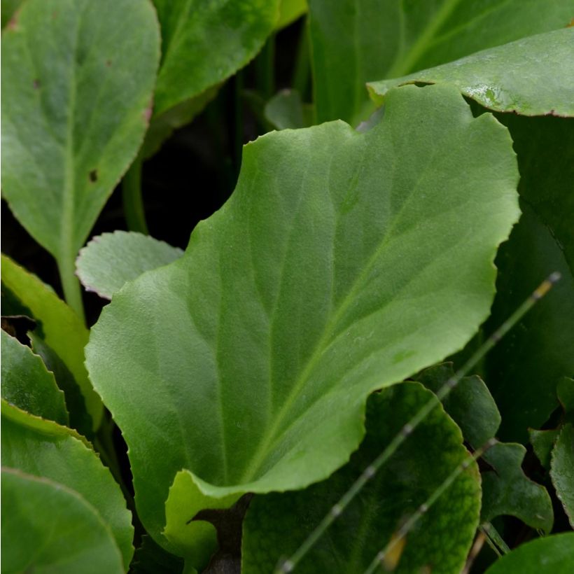 Bergenia cordifolia - Bergenie (Laub)