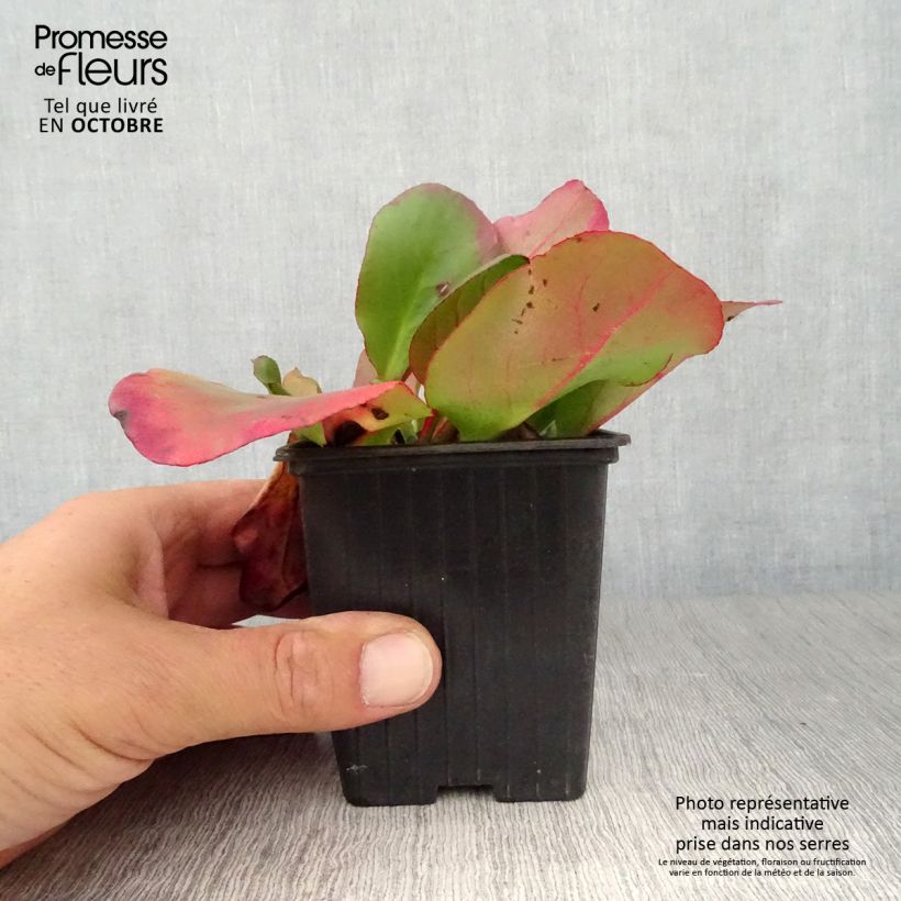 Exemplar von Bergenia cordifolia Eroïca - Bergenie Kleine Töpfe von 8/9 cm wie im Herbst geliefert