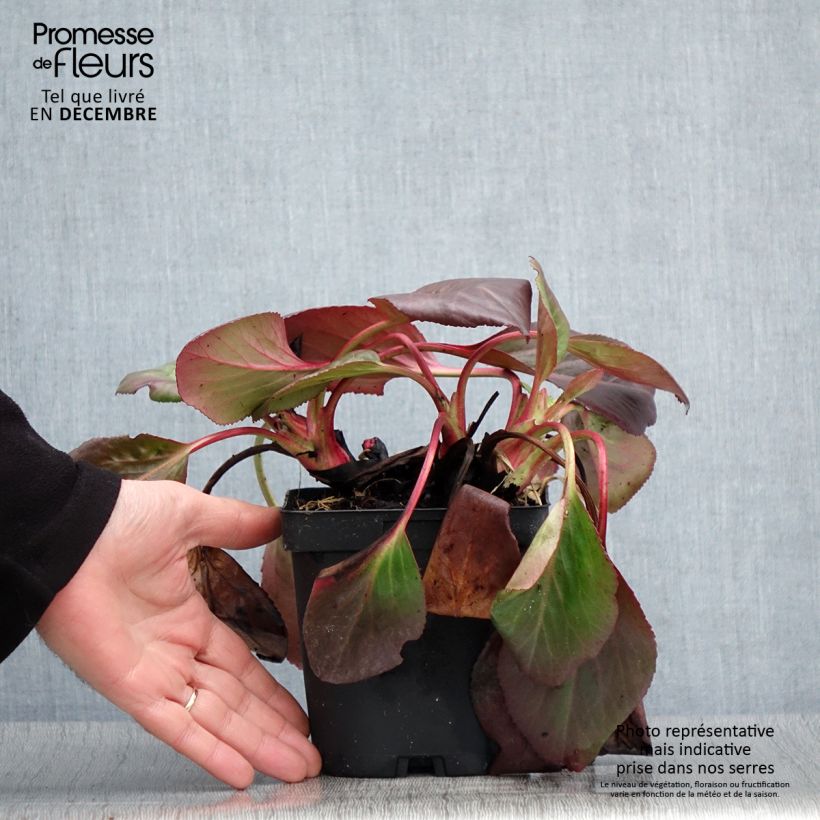 Exemplar von Bergenia cordifolia - Bergenie Topf mit 2L/3L wie im Herbst geliefert