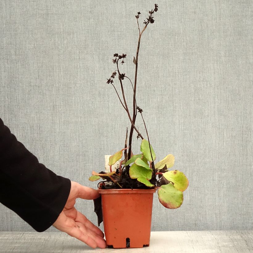Exemplar von Bergenia cordifolia Silberlicht - Bergenie Topf mit 1L/1,5L wie im Herbst geliefert