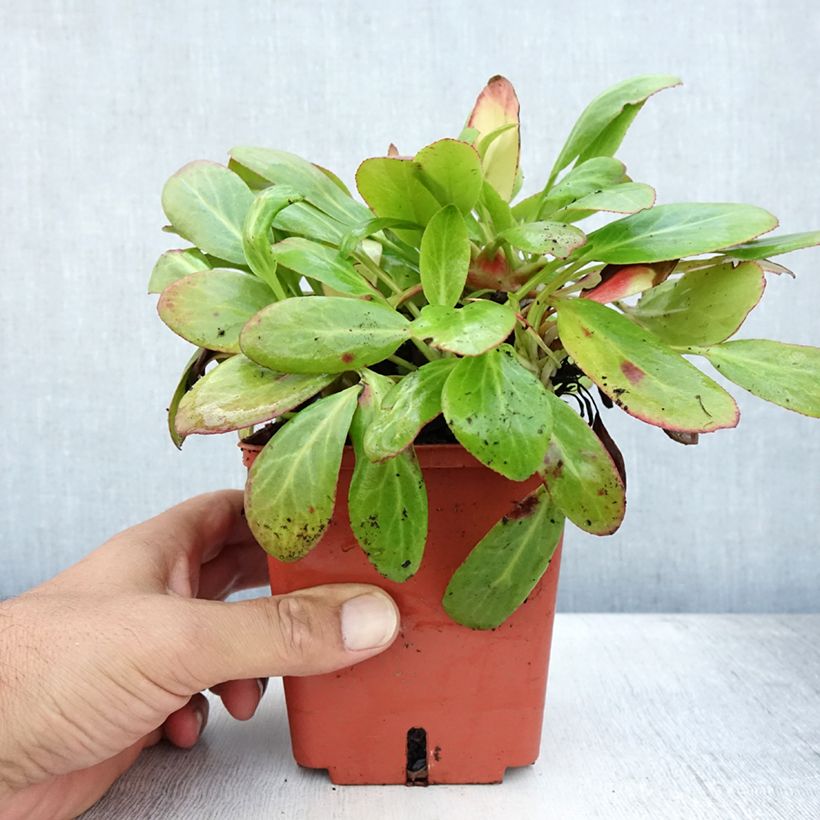 Exemplar von Bergenia cordifolia Silberlicht - Bergenie Topf mit 1L/1,5L wie im Sommer geliefert