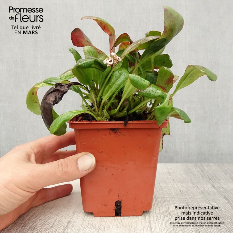 Exemplar von Bergenia cordifolia Silberlicht - Bergenie Topf mit 1L/1,5L wie im Frühjahr geliefert