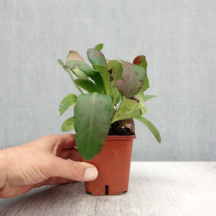 Exemplar von Bergenia Dragonfly Angel Kiss - Bergenie Kleine Töpfe von 8/9 cm wie im Herbst geliefert