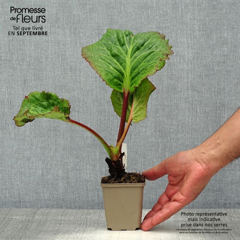 Exemplar von Bergenia Eden's Magic Giant - Bergenie Kleine Töpfe von 8/9 cm wie im Sommer geliefert