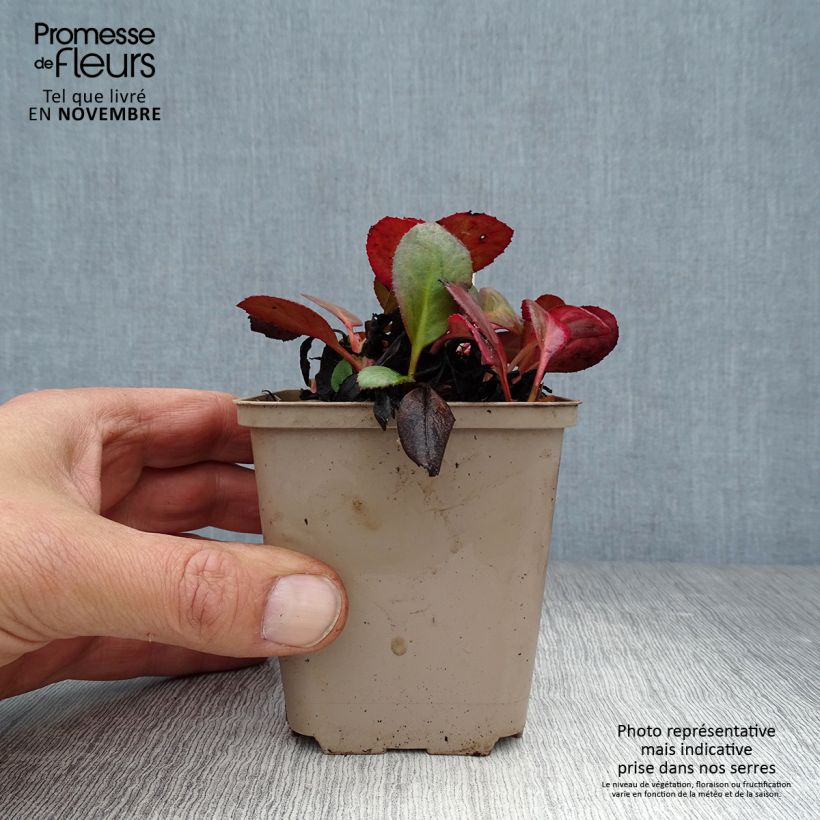 Exemplar von Bergenia Flirt - Bergenie Kleine Töpfe von 8/9 cm wie im Herbst geliefert