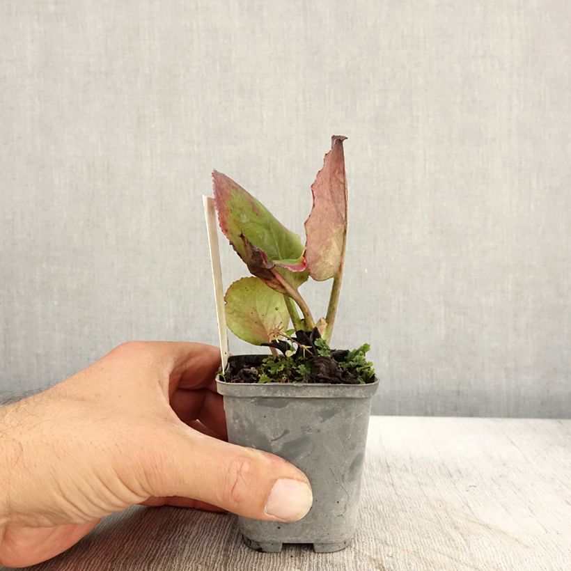 Exemplar von Bergenia Abendglut - Bergenie Kleine Töpfe von 8/9 cm wie im Herbst geliefert