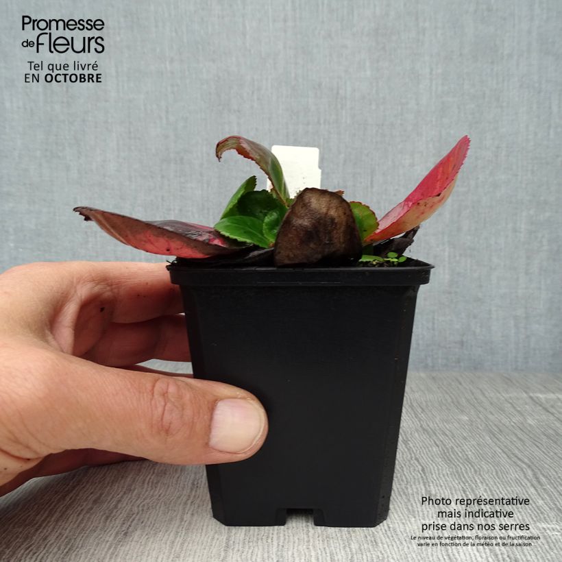 Exemplar von Bergenia Baby Doll - Bergenie Kleine Töpfe von 8/9 cm wie im Herbst geliefert