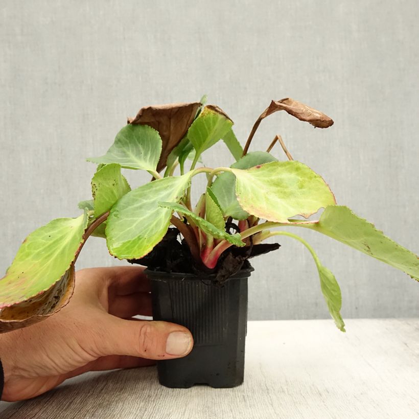 Exemplar von Bergenia Harzkristall - Bergenie Kleine Töpfe von 8/9 cm wie im Herbst geliefert
