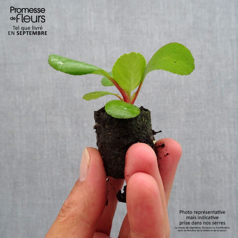 Exemplar von Bergenia Harzkristall - Bergenie Mini-Plug Ø 3/4 cm wie im Herbst geliefert