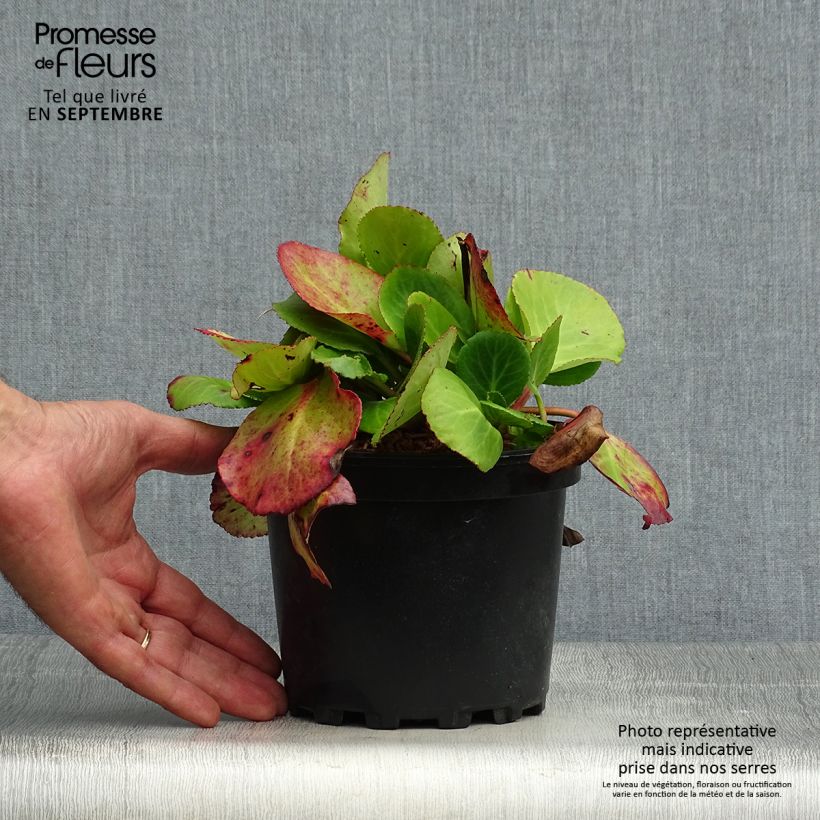 Exemplar von Bergenia Harzkristall - Bergenie Topf mit 2L/3L wie im Herbst geliefert