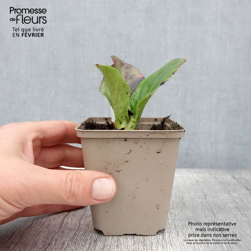 Exemplar von Bergenia stracheyi Ice Queen - Bergenie Kleine Töpfe von 8/9 cm wie im Winter geliefert