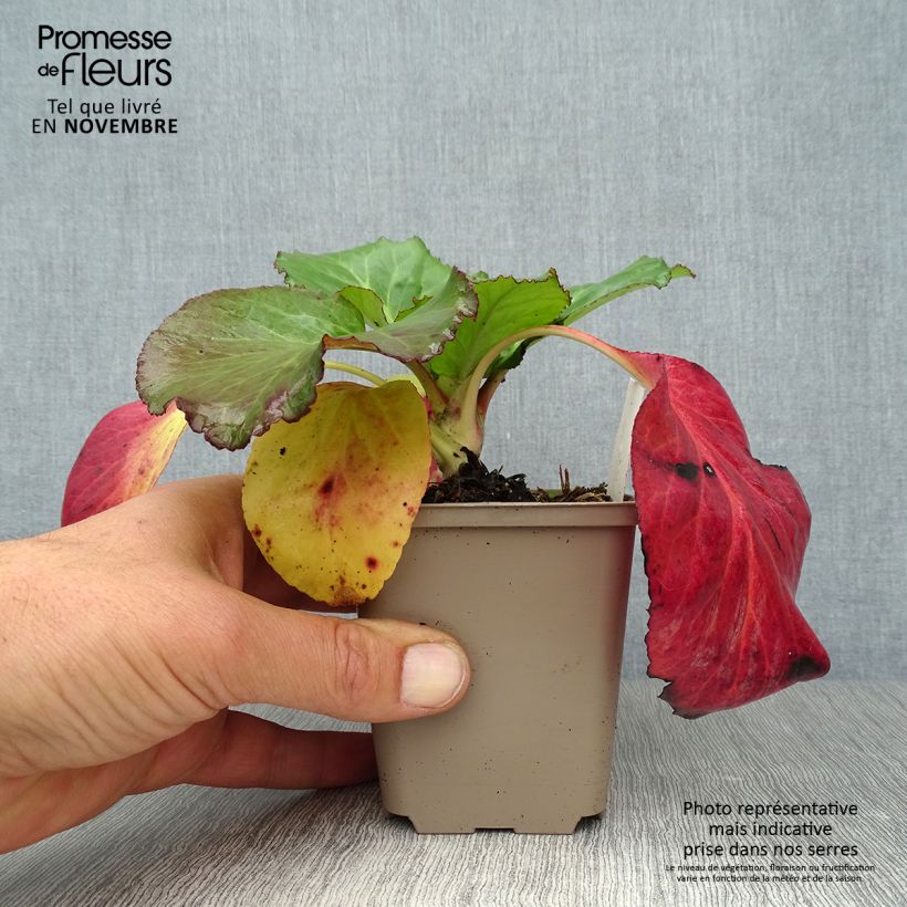 Exemplar von Bergenia Jelle - Bergenie Kleine Töpfe von 8/9 cm wie im Herbst geliefert