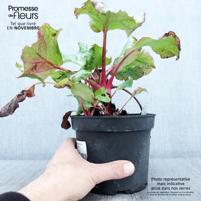 Exemplar von Bergenia cordifolia Morgenrote - Bergenie Topf mit 2L/3L wie im Herbst geliefert