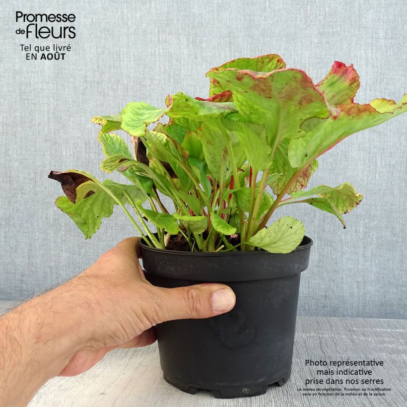 Exemplar von Bergenia cordifolia Morgenrote - Bergenie Topf mit 2L/3L wie im Sommer geliefert