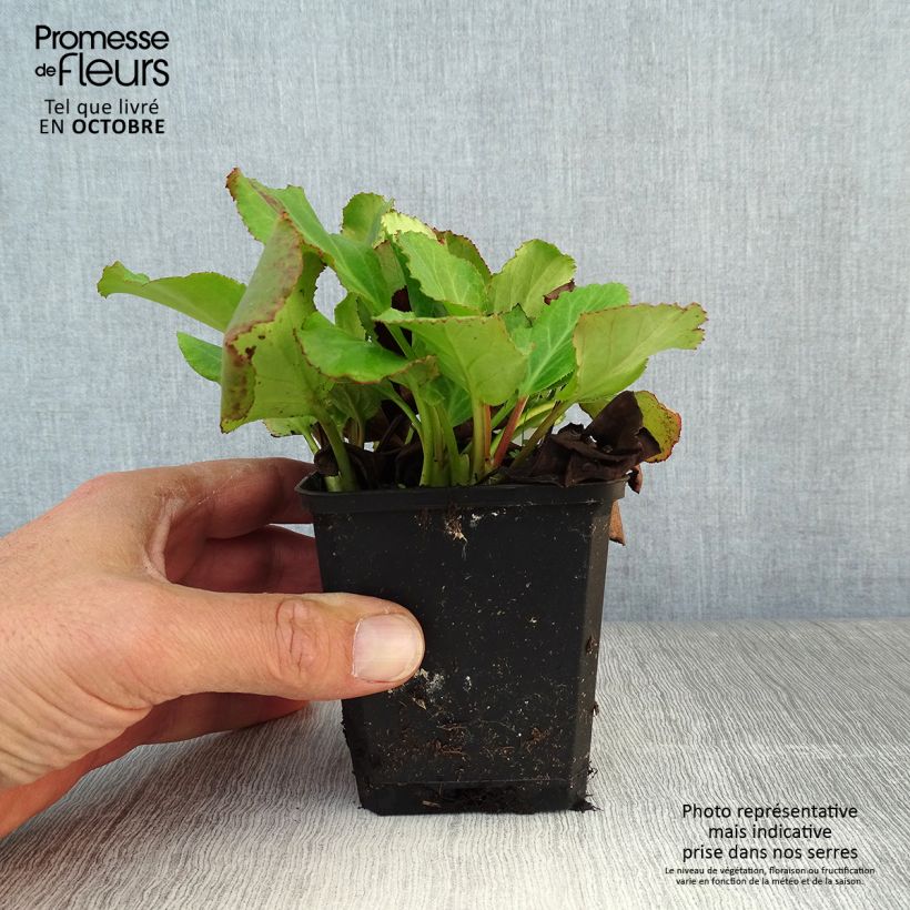 Exemplar von Bergenia cordifolia Morgenrote - Bergenie Kleine Töpfe von 8/9 cm wie im Herbst geliefert