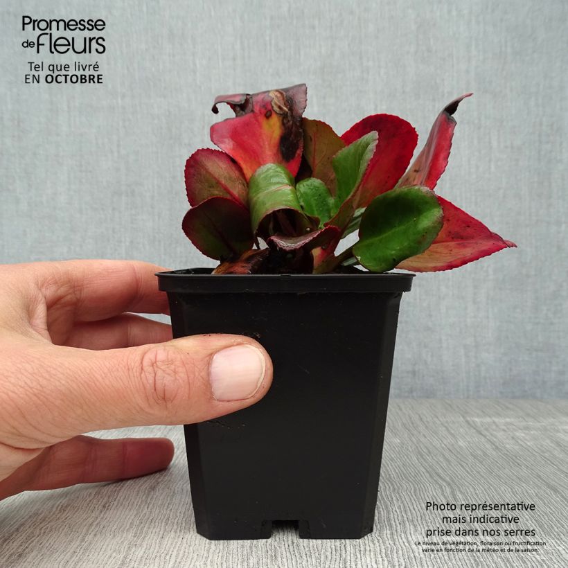 Exemplar von Bergenia Ouvertüre - Bergenie Kleine Töpfe von 8/9 cm wie im Herbst geliefert