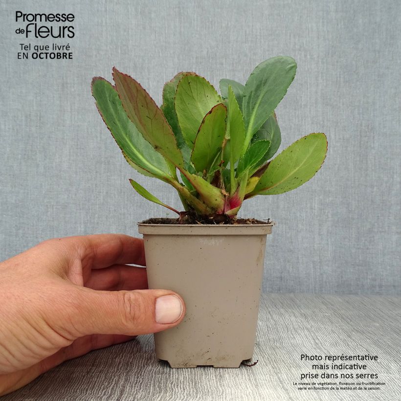 Exemplar von Bergenia Pink Dragonfly - Bergenie Kleine Töpfe von 8/9 cm wie im Herbst geliefert