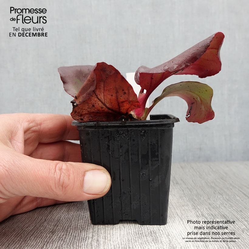 Exemplar von Bergenia purpurascens - Bergenie Kleine Töpfe von 8/9 cm wie im Herbst geliefert
