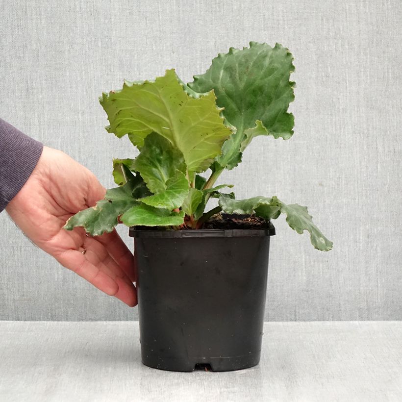 Exemplar von Bergenia Ripple Effect - Bergenie Topf mit 2L/3L wie im Herbst geliefert