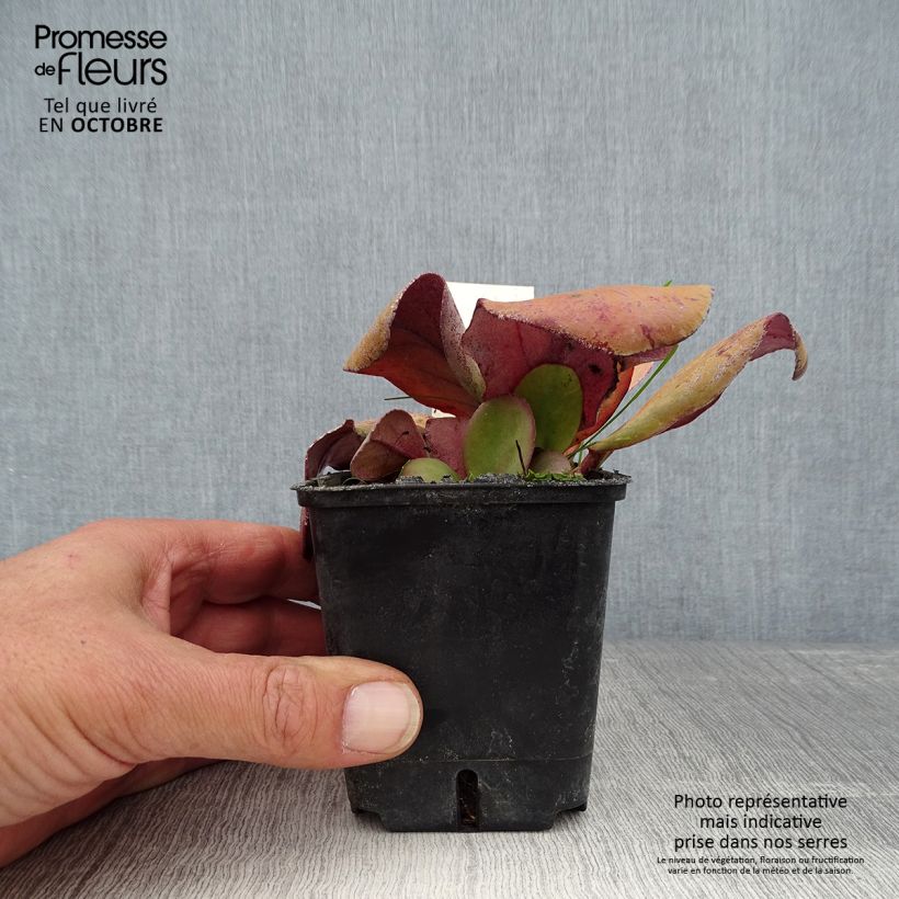 Exemplar von Bergenia cordifolia Rotblum - Bergenie Kleine Töpfe von 7/8 cm wie im Herbst geliefert