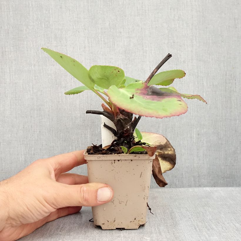 Exemplar von Bergenia schmidtii - Bergenie Kleine Töpfe von 8/9 cm wie im Herbst geliefert