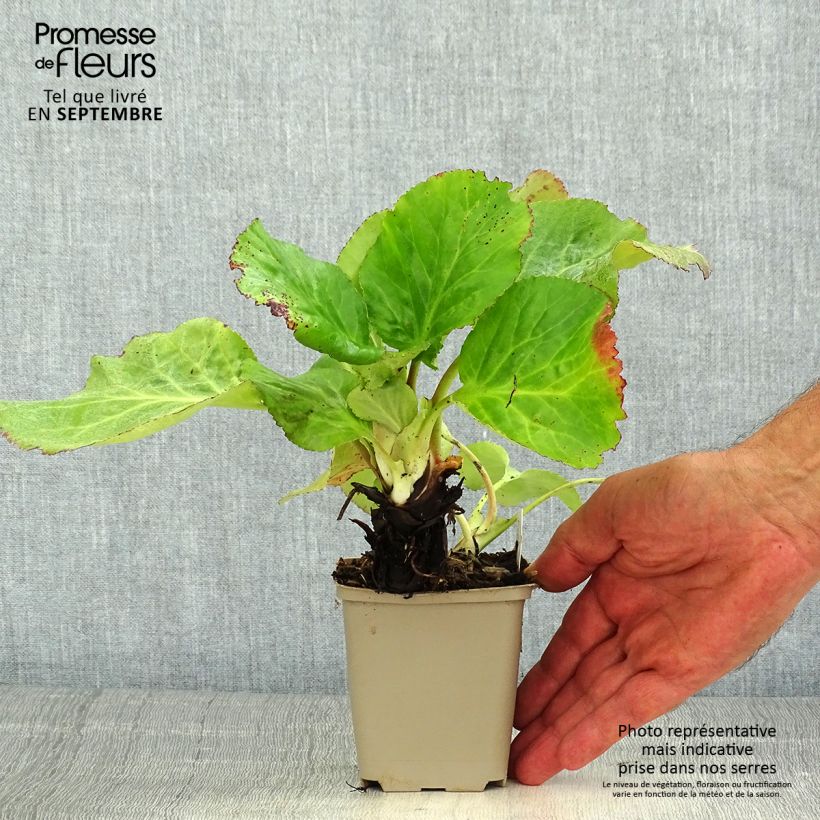 Exemplar von Bergenia schmidtii - Bergenie Kleine Töpfe von 8/9 cm wie im Sommer geliefert
