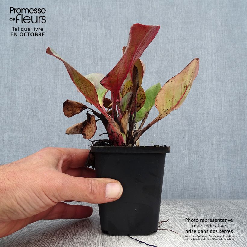 Exemplar von Bergenia Winterglut - Bergenie Kleine Töpfe von 8/9 cm wie im Herbst geliefert