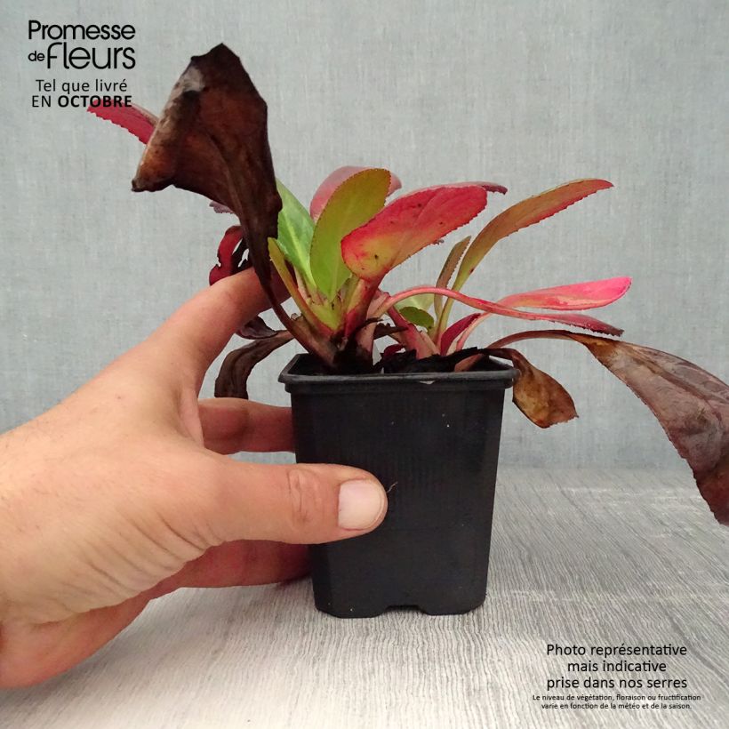 Exemplar von Bergenia Wintermarchen - Bergenie Kleine Töpfe von 8/9 cm wie im Herbst geliefert
