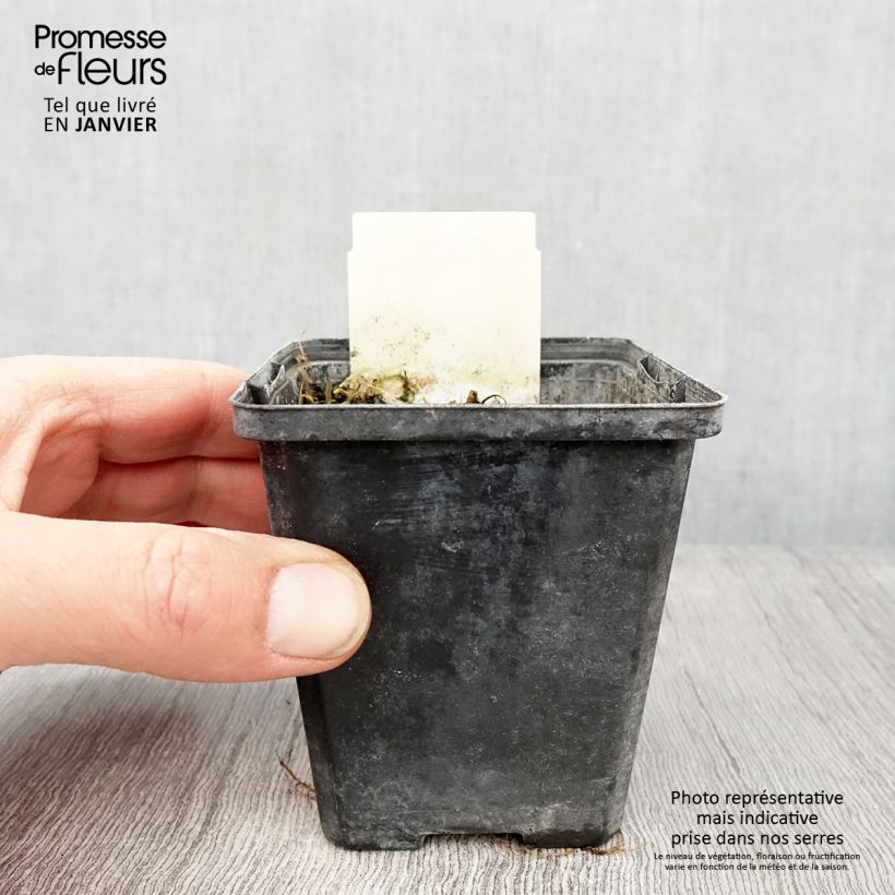 Exemplar von Berula erecta - Aufrechte Berle Kleine Töpfe von 8/9 cm wie im Winter geliefert