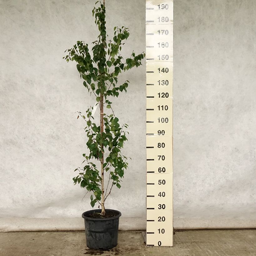 Exemplar von Betula ermanii Holland - Gold-Birke Topf mit 12L/15L wie im Sommer geliefert