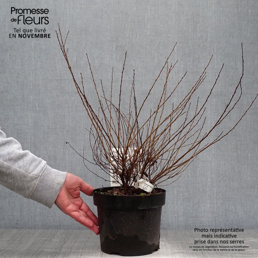Exemplar von Betula nana Golden Treasure - Zwerg-Birke Topf mit 3L/4L wie im Herbst geliefert