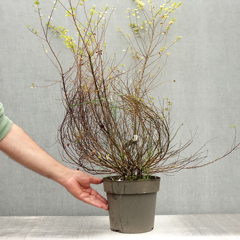 Exemplar von Betula nana Golden Treasure - Zwerg-Birke Topf mit 3L/4L wie im Sommer geliefert