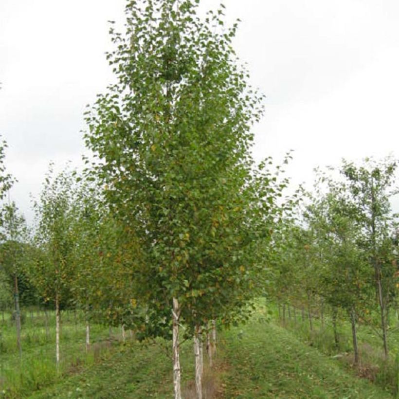 Betula nigra Heritage - Schwarz-Birke (Hafen)