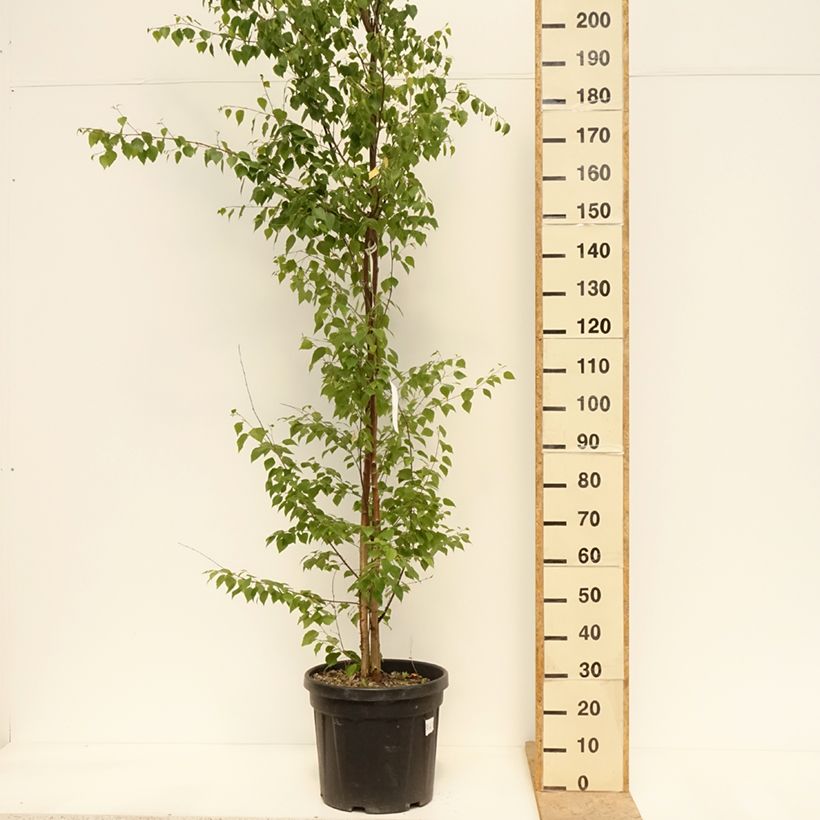 Exemplar von Betula pendula - Hänge-Birke Topf mit 18L/20L wie im Frühjahr geliefert