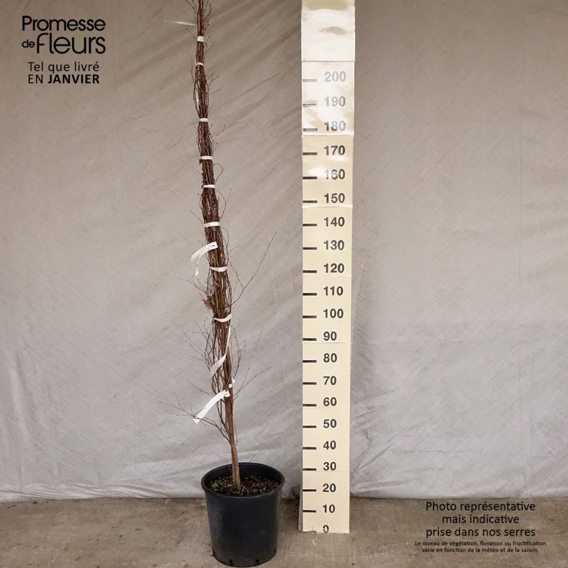 Exemplar von Betula pendula - Hänge-Birke Topf mit 18L/20L wie im Winter geliefert