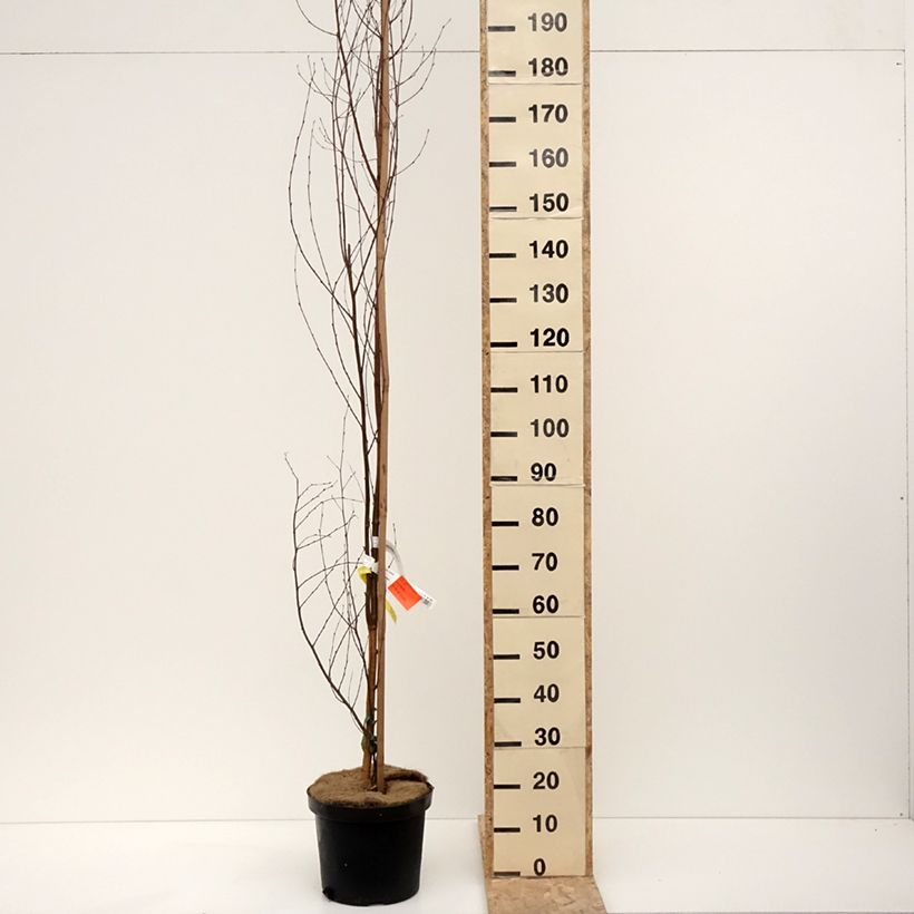 Exemplar von Betula pendula Fastigiata - Hänge-Birke Topf mit 7,5L/10L wie im Winter geliefert