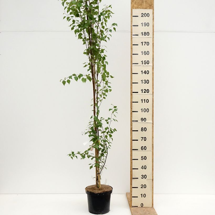 Exemplar von Betula pendula Fastigiata - Hänge-Birke Topf mit 7,5L/10L wie im Frühjahr geliefert