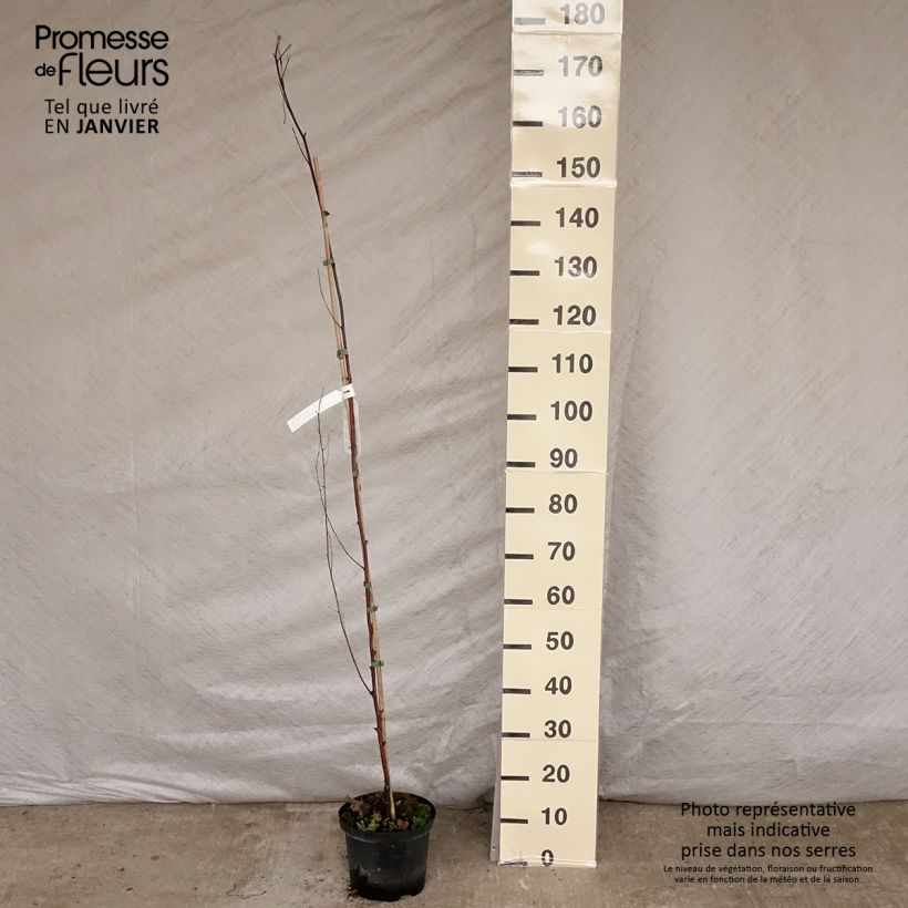 Exemplar von Betula pendula Fastigiata - Hänge-Birke Topf mit 3L/4L wie im Winter geliefert