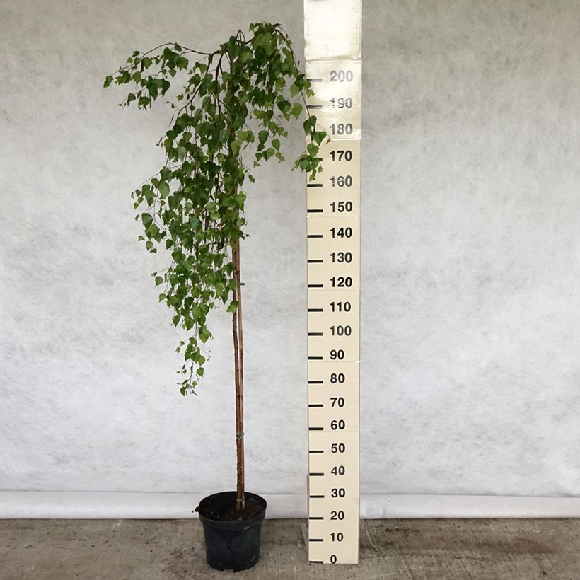 Exemplar von Betula pendula Youngii - Hänge-Birke Topf mit 7,5L/10L wie im Frühjahr geliefert