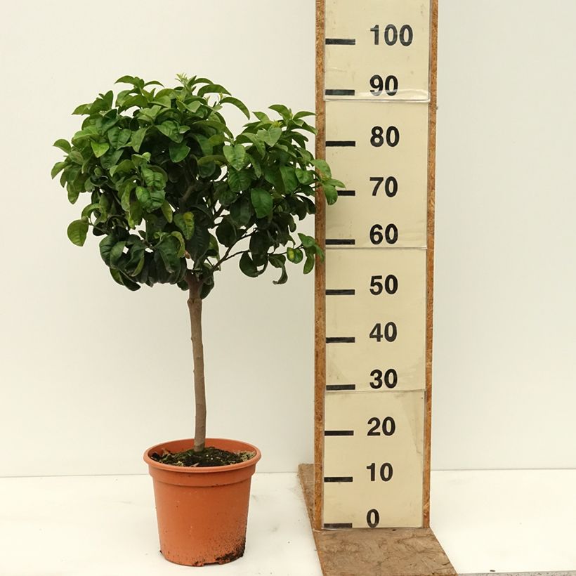 Exemplar von Bitterorange Bouquet de Fleur - Citrus aurantium Topf mit 6L/7L, 1/4 Stängel wie im Frühjahr geliefert